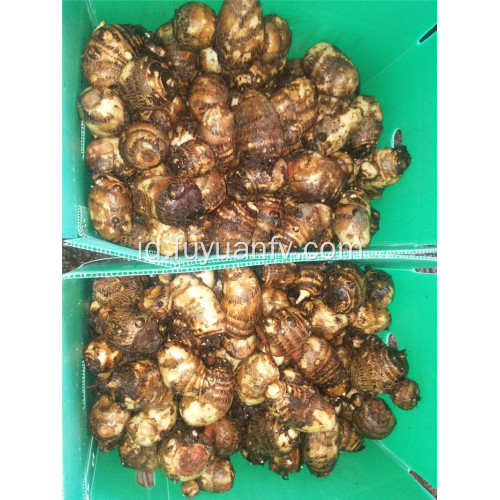 80g dan talas segar